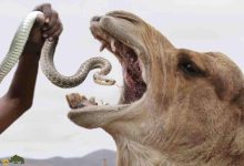 چرا عرب‌های بیابان‌نشین به شتر «مار زنده» می‌خورانند؟