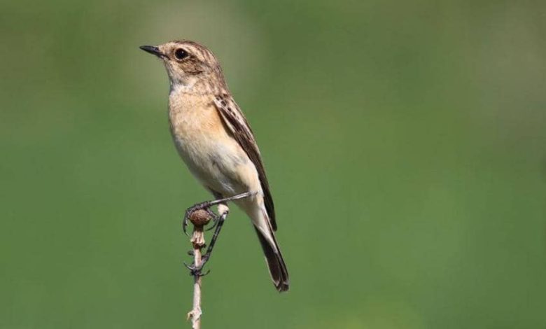 سرزمین هزار پرنده در زاگرس+تصویر